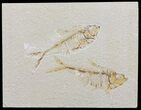 Double Diplomystus Fossil Fish - Wyoming #60146-1